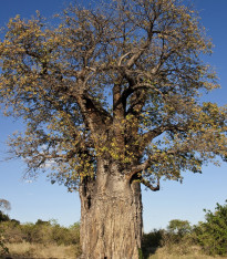 Baobab africký - Adansonia digitata - semena - 6 ks