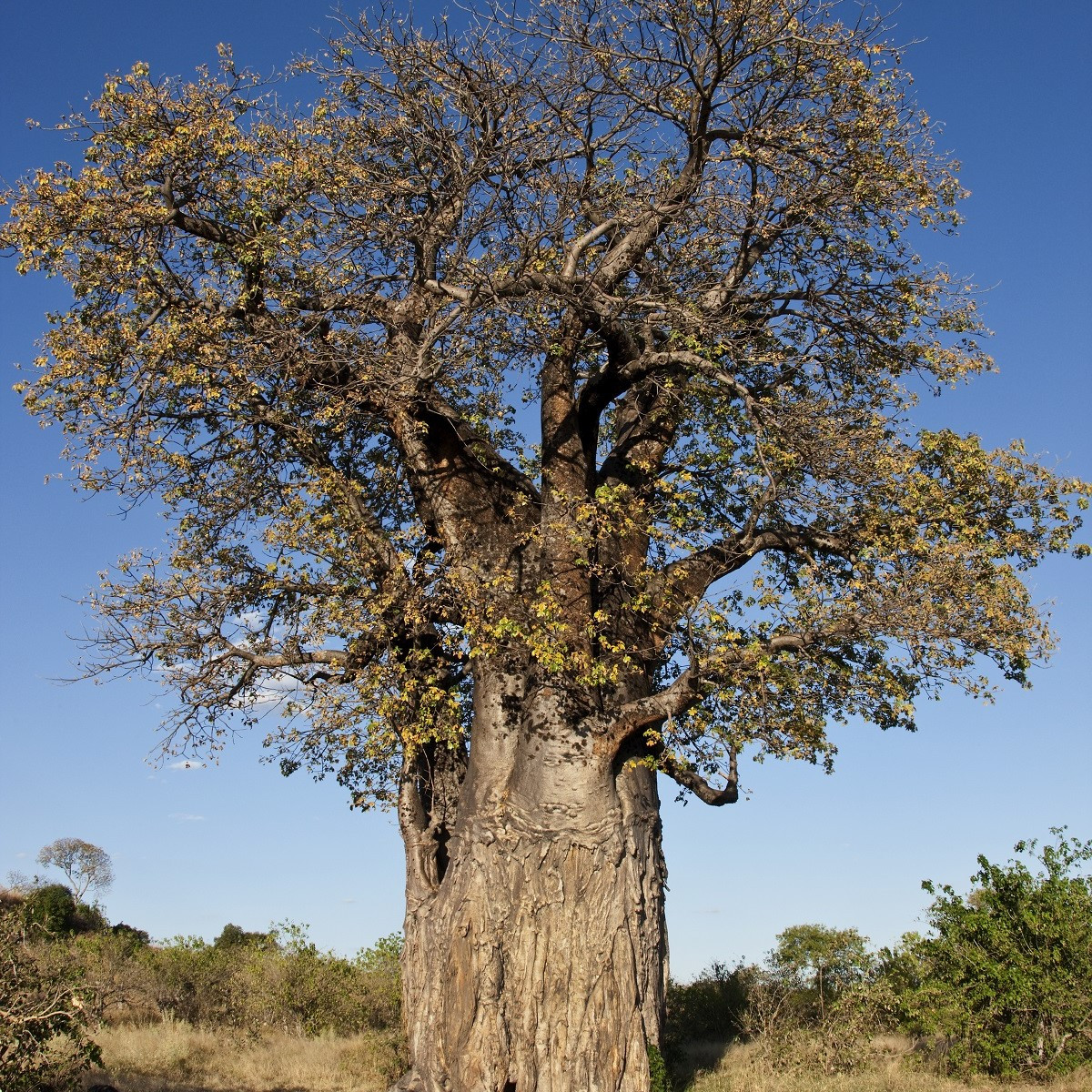 Baobab africký - Adansonia digitata - semena - 6 ks