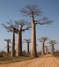 Baobab Za - Adansonia za - semena - 3 ks