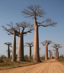 Baobab Za - Adansonia madagascariensis - semena - 3 ks