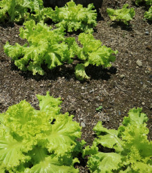 Semena salátu Crispitta II – výsevný pásek – snadné pěstování