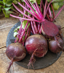 Semena červená řepa Redshine - výsevný pásek - 5 m