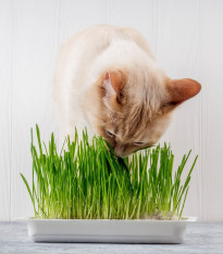 Semena kočičí trávy - výsevný disk - 5 m