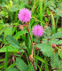 Citlivka stydlivá - Mimosa pudica - semena - 5 ks