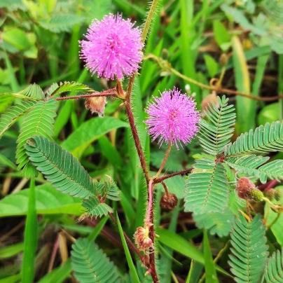 Citlivka stydlivá - Mimosa pudica - semena - 5 ks