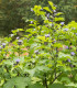 Lilík mochyňovitý - Nicandra physalodes - semena - 30 ks