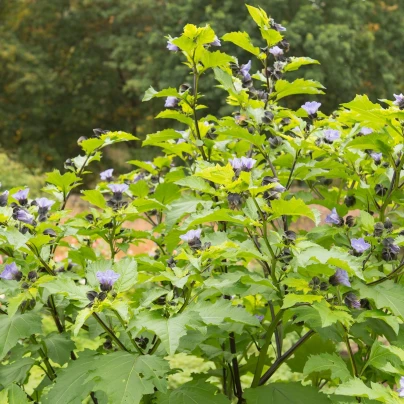 Lilík mochyňovitý - Nicandra physalodes - semena - 30 ks