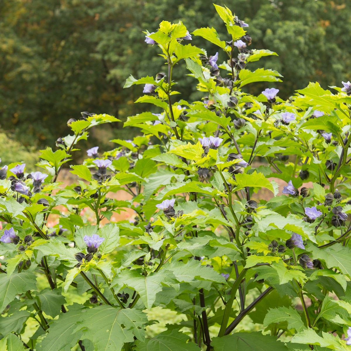 Lilík mochyňovitý - Nicandra physalodes - semena - 30 ks