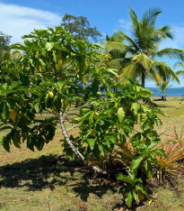 Noni - Morinda citrifolia - semena - 5 ks