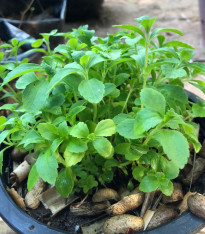 Stévie sladká - Stevia rebaudiana - semena - 15 ks