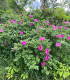 Růže svraskalá - Rosa rugosa - semena - 10 ks