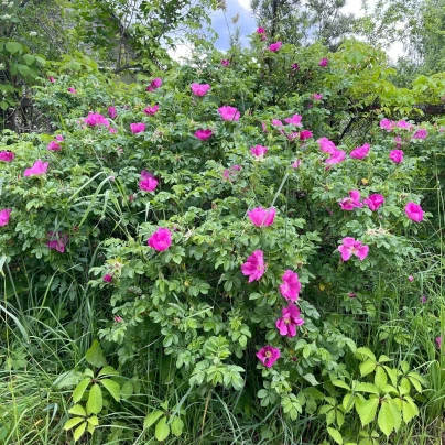 Růže svraskalá - Rosa rugosa - semena - 10 ks