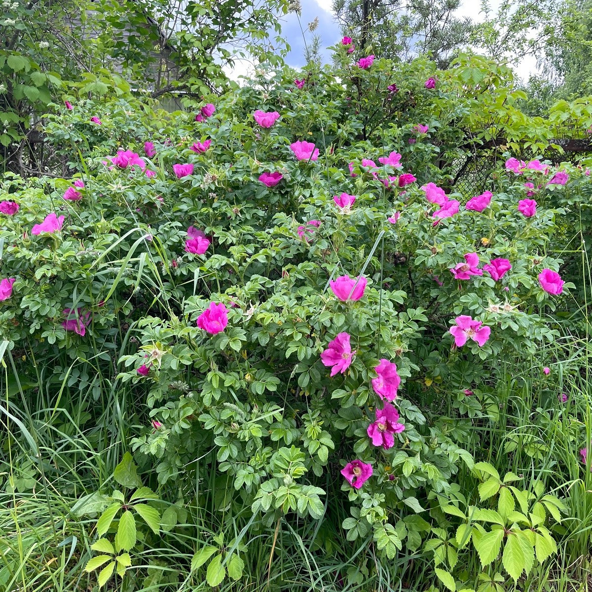 Růže svraskalá - Rosa rugosa - semena - 10 ks