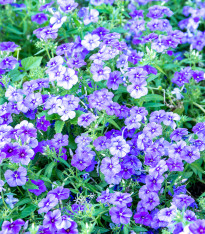 Plaménka Drummondova směs - Phlox drum. mix - semena - 180 ks