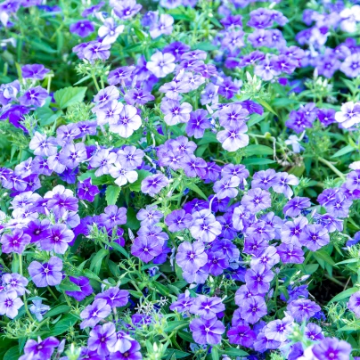 Plaménka Drummondova směs - Phlox drum. mix - semena - 180 ks