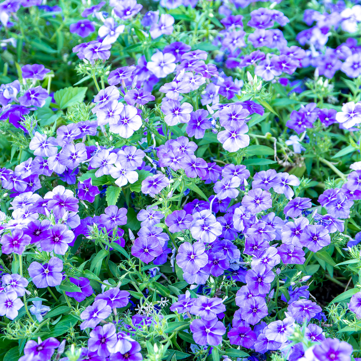 Plaménka Drummondova směs - Phlox drum. mix - semena - 180 ks