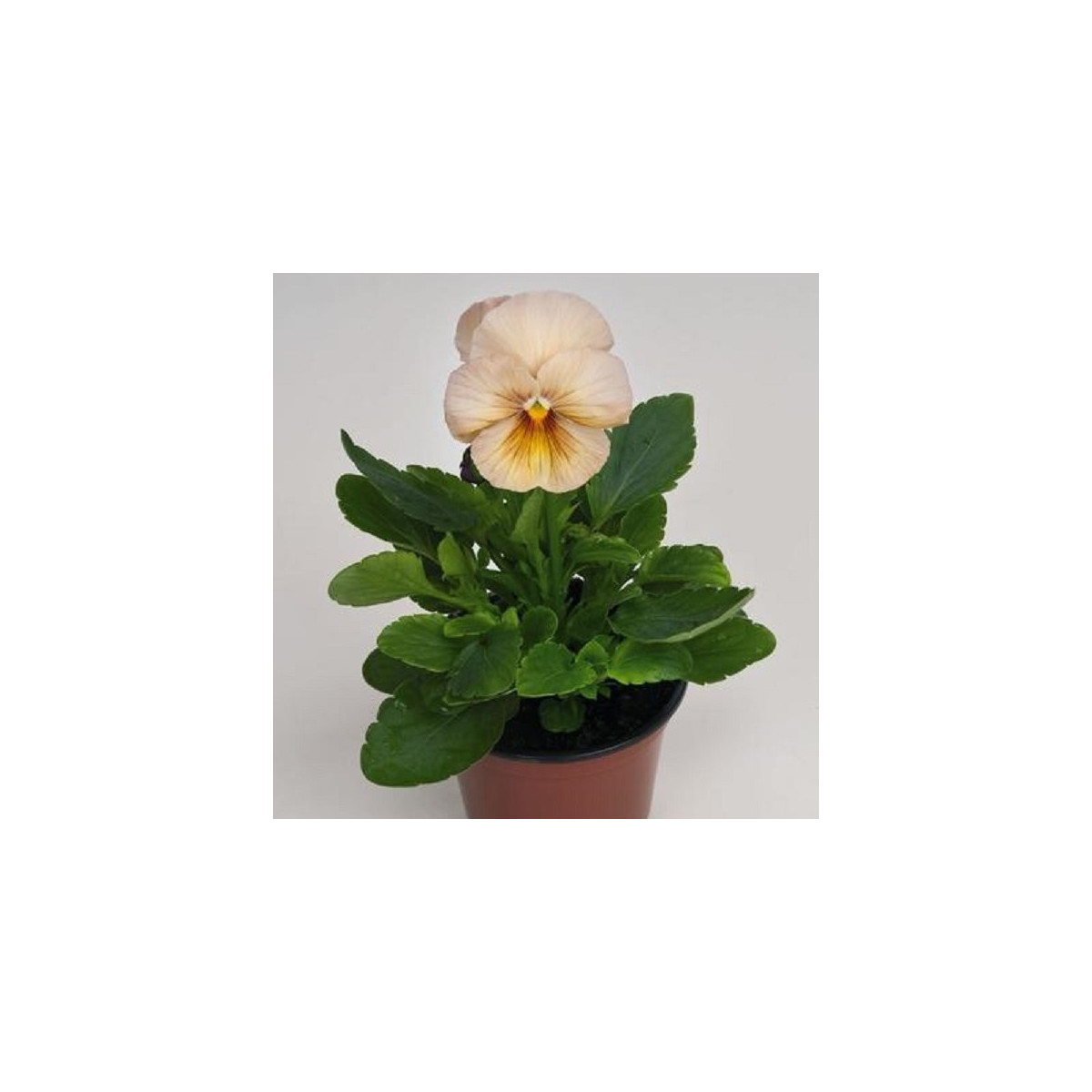 Violka broskvová Inspire F1 - Viola x wittrockiana - semena - 20 ks