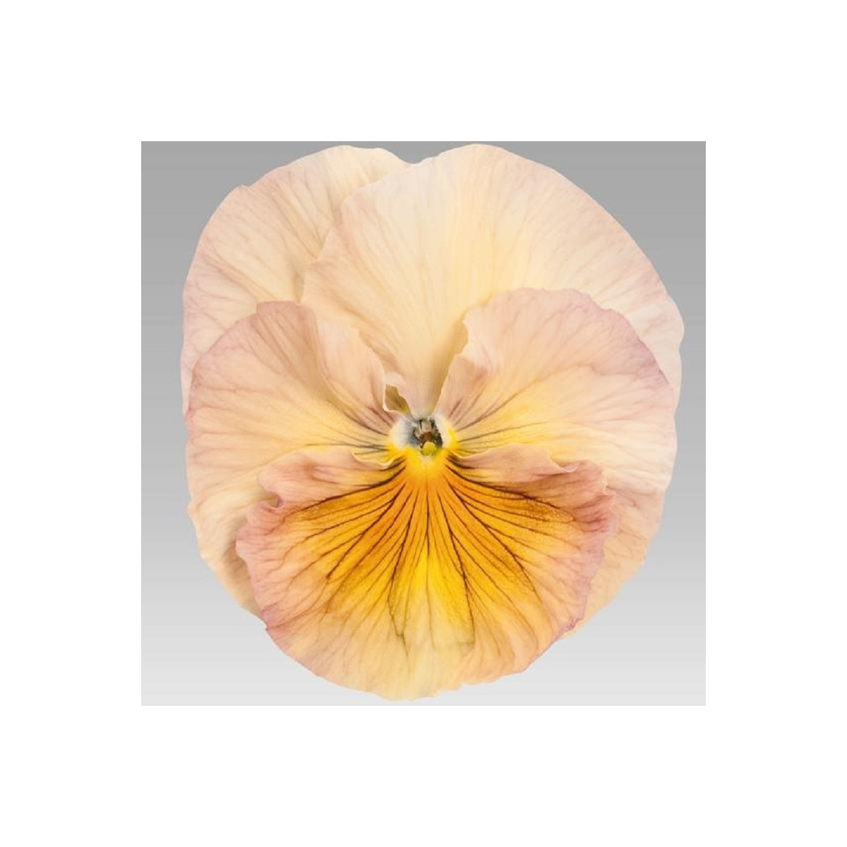 Violka broskvová Inspire F1 - Viola x wittrockiana - semena - 20 ks