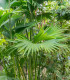 Palma - Carludovica Palmata - semena - 3 ks