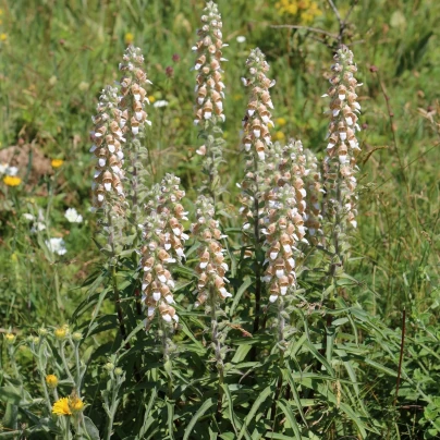 Náprstník vlnatý - Digitalis lanata - semena - 5 ks