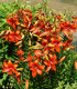 Lilie cibulkonosná - Lilium bulbiferum - semena - 5 ks