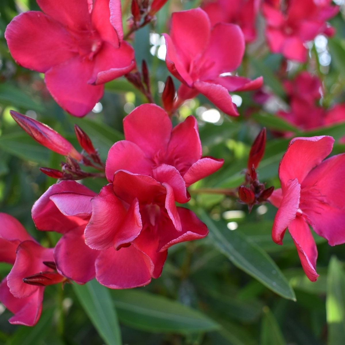 Oleandr - Nerium - semena - 10 ks