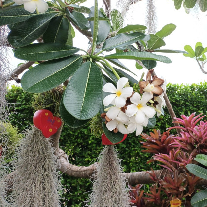 Plumérie - Havajská květina - Plumeria - semena - 3 ks