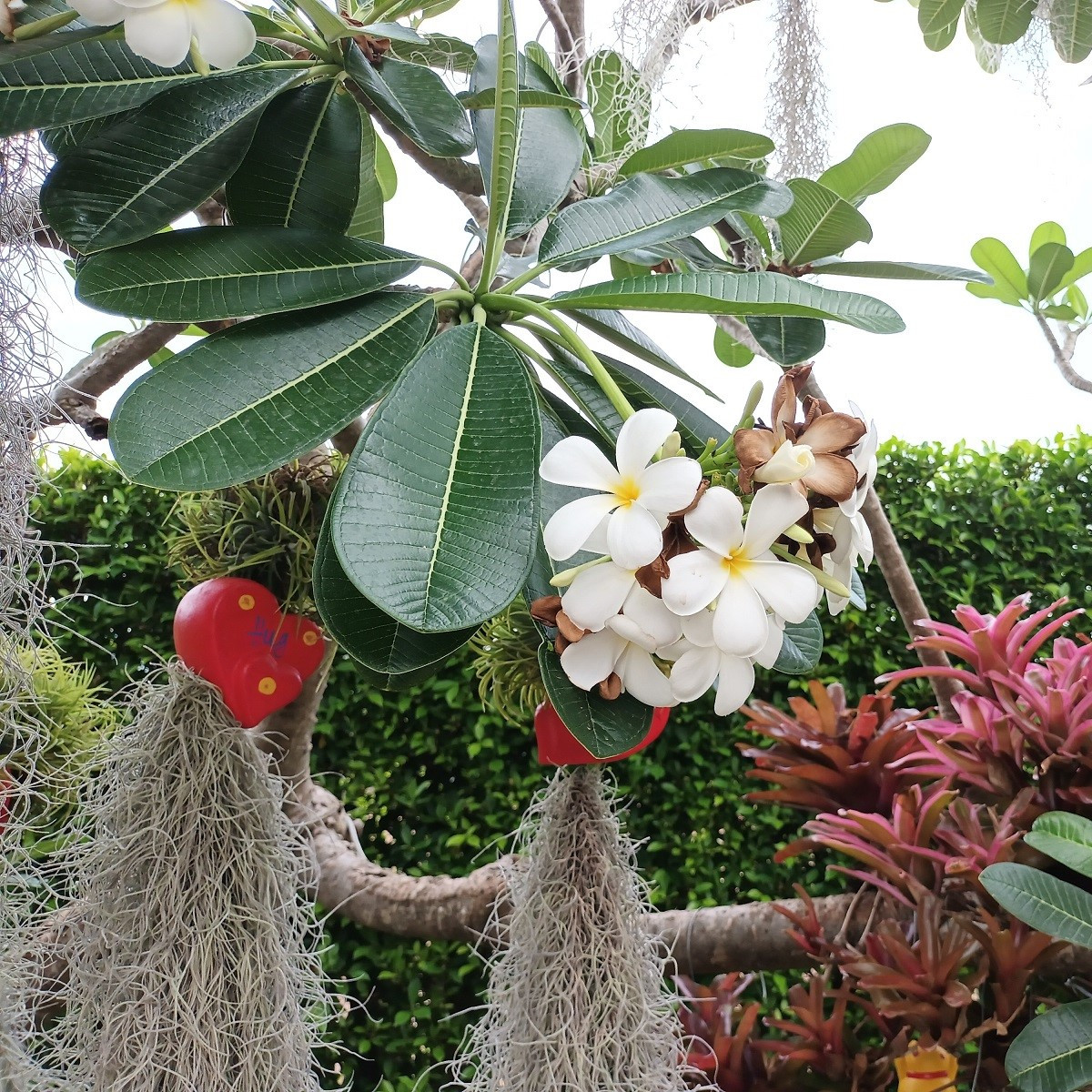 Plumérie - Havajská květina - Plumeria - semena - 3 ks