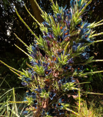Puja - Puya Venusta - semena - 20 ks