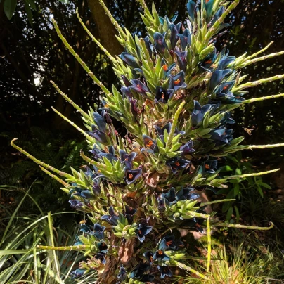 Puja - Puya Venusta - semena - 20 ks