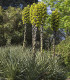Puja - Puya Chilensis - semena - 20 ks