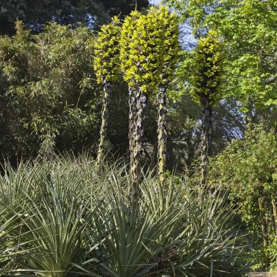 Puja - Puya Chilensis - semena - 20 ks