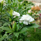 Semena gardénie – Gardénie – Gardenia jasminoides
