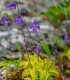 Tučnice obecná - Pinguicula vulgaris - semena - 10 ks