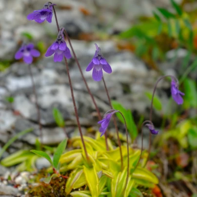 Tučnice obecná - Pinguicula vulgaris - semena - 10 ks