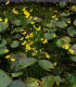Bublinatka šídlovitá - Utricularia subulata - semena - 15 ks
