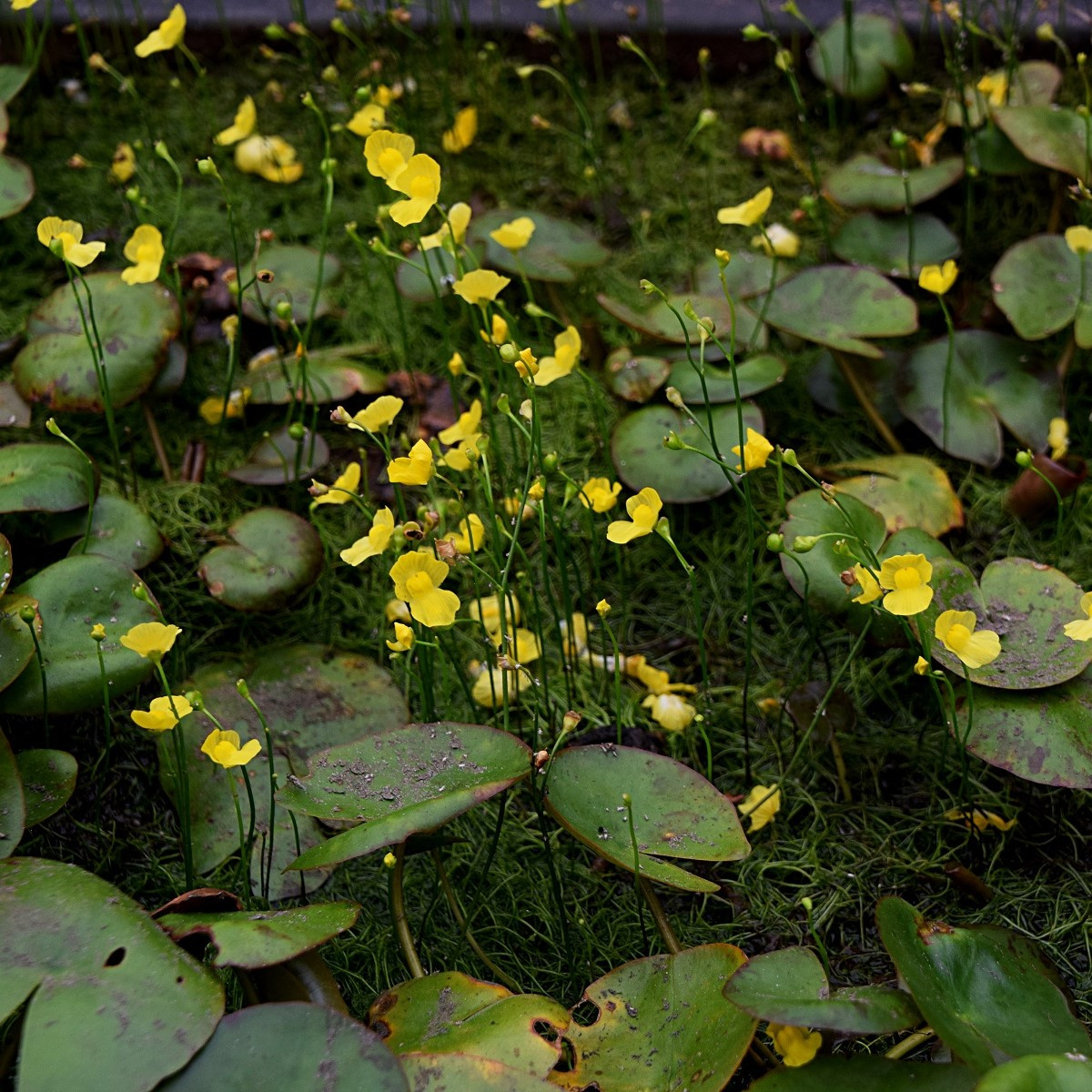 Bublinatka šídlovitá - Utricularia subulata - semena - 15 ks