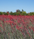 Juka červená - Hesperaloe parviflora - semena - 3 ks