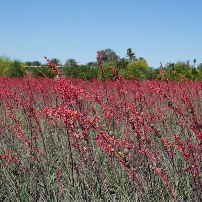 Juka červená - Hesperaloe parviflora - semena - 6 ks
