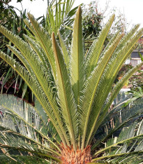 Datlovník z Laosu - Phoenix roebelenii - semena - 3 ks