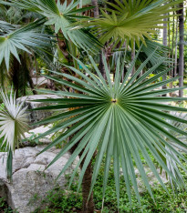 Palma trpasličí - Sabal minor - semena - 3 ks