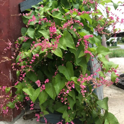 Antigonon mexický - Antigonon Leptopus - semena - 15 ks