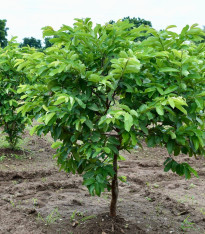 Guave - Psidium guajava - semena - 4 ks