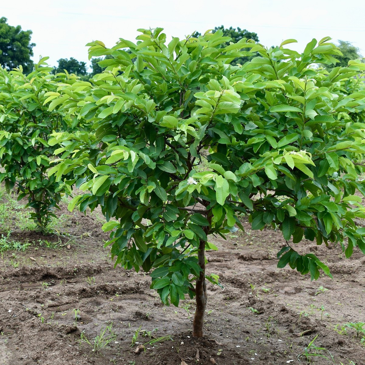 Guave - Psidium guajava - semena - 4 ks