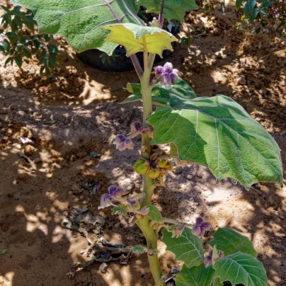 Chlupatý pomeranč - Solanum quitoense - semena - 5 ks