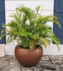 Semena palmy – Palma Ptychosperma – Ptychosperma macarthurii