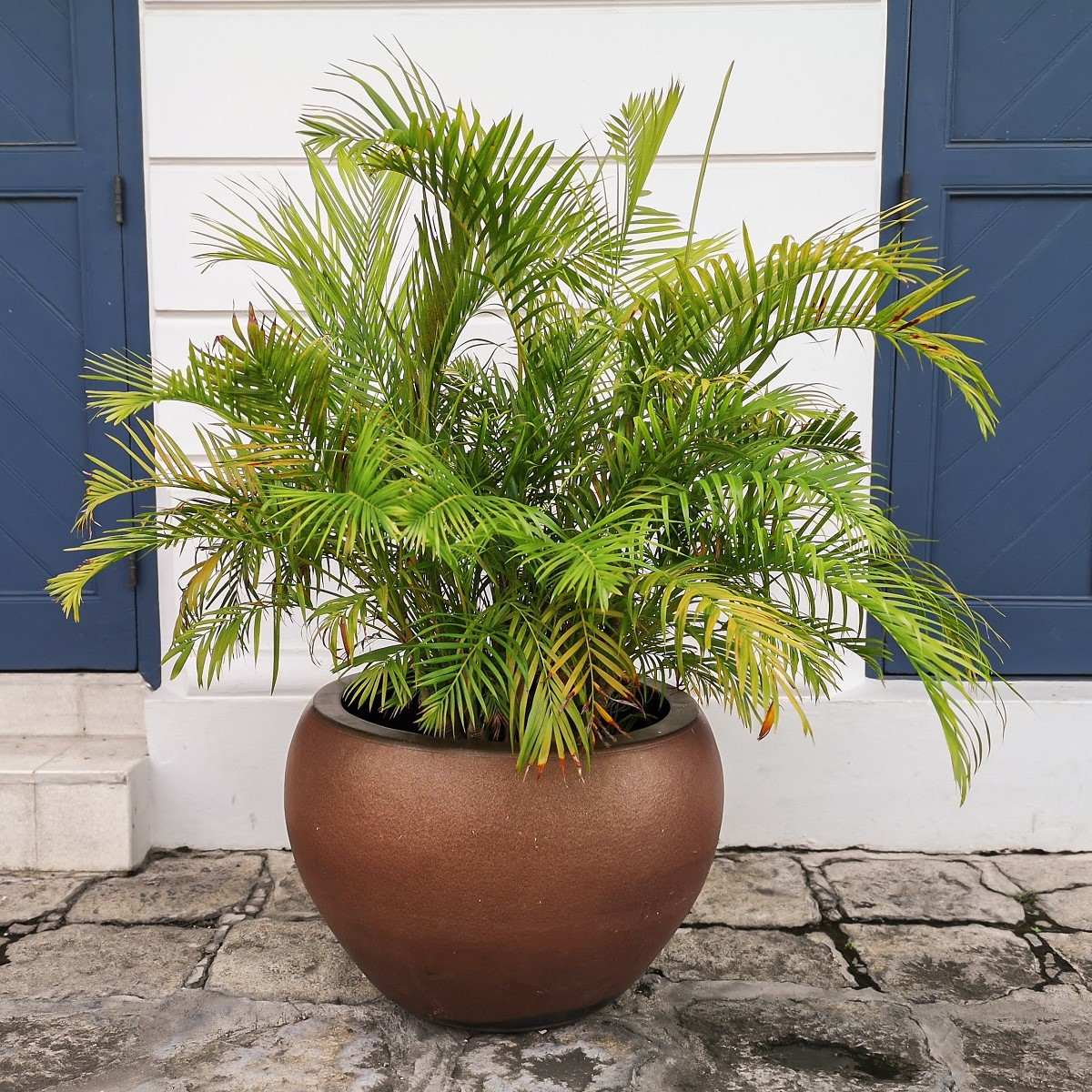 Palma Ptychosperma - Ptychosperma sp. Black fruit - semena - 3 ks