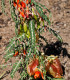 Africká bylina - Lessertia frutescens - semena - 4 ks