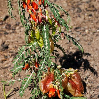 Africká bylina - Lessertia frutescens - semena - 4 ks