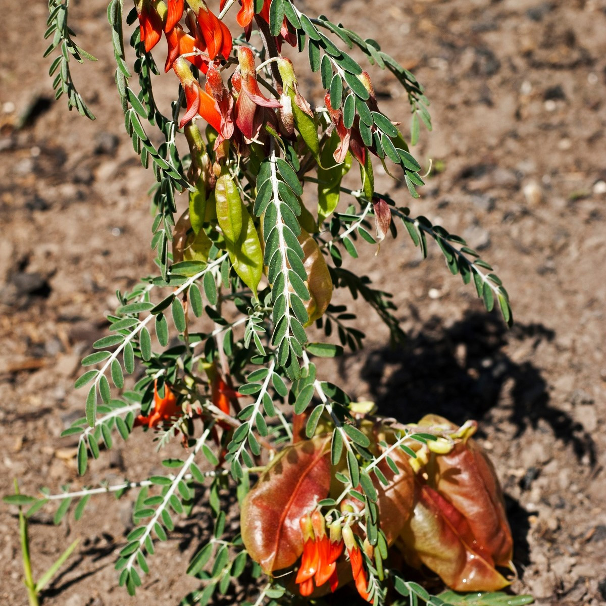 Africká bylina - Lessertia frutescens - semena - 4 ks